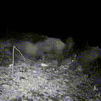 Outdoor Wildlife Trail Camera with Night Vision and Fast Trigger Speed - LofiMart