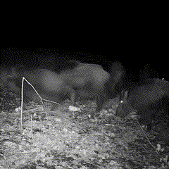 Outdoor Wildlife Trail Camera with Night Vision and Fast Trigger Speed - LofiMart