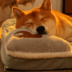 Orthopedic Memory Foam Pet Bed with Removable Washable Cover for Dogs and Cats - LofiMart